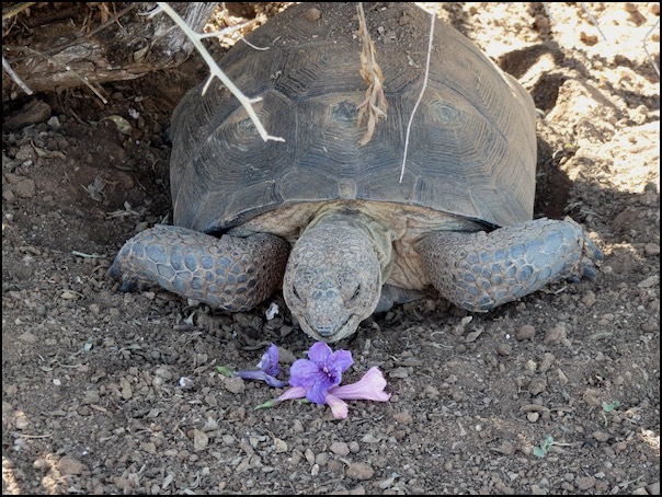 desert tortoise eating flowers